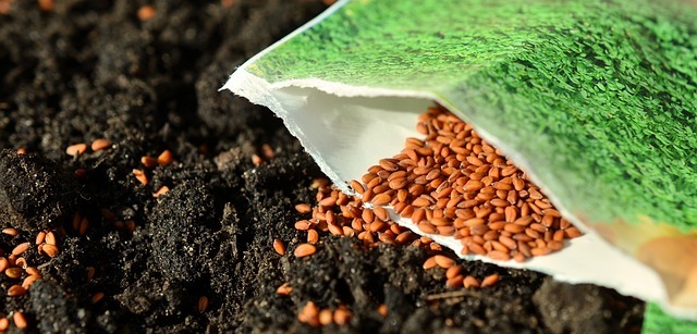 Seeds