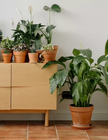 Cultivating your green thumb with The Houseplant Guru